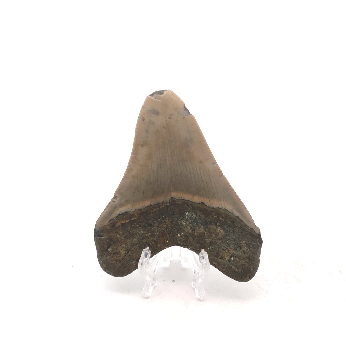98mm Megalodon Tooth -North Carolina, USA