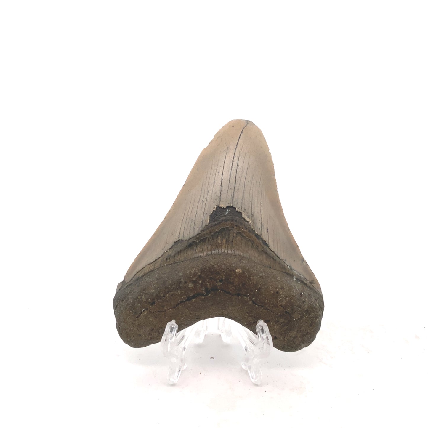 98mm Megalodon Tooth -North Carolina, USA