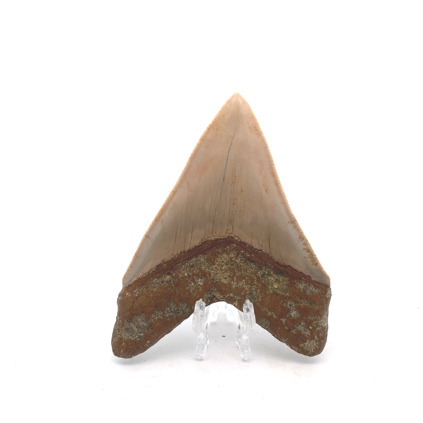 111mm Megalodon Tooth - West Java, Indonesia