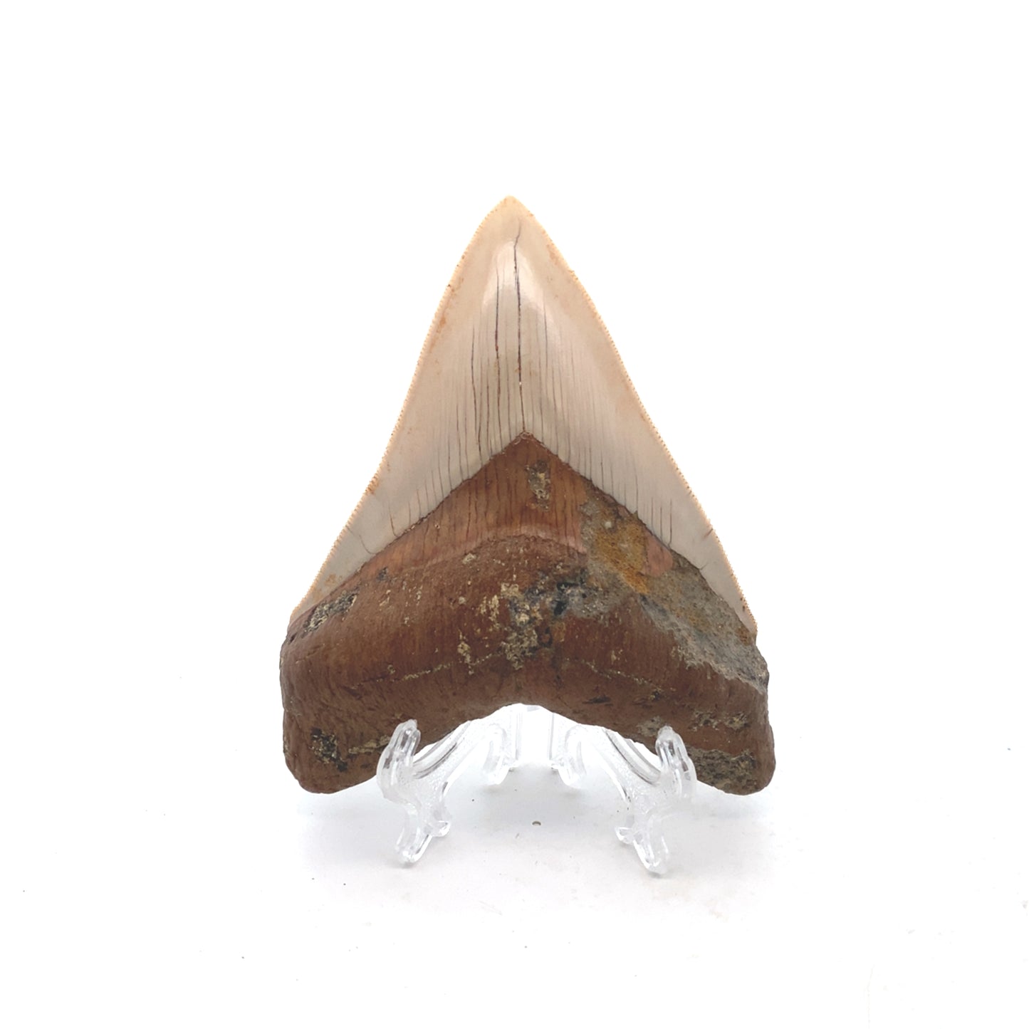 111mm Megalodon Tooth - West Java, Indonesia