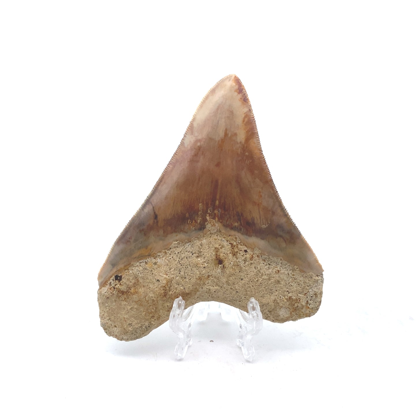 108mm Megalodon Tooth - Indonesia (Root restored)