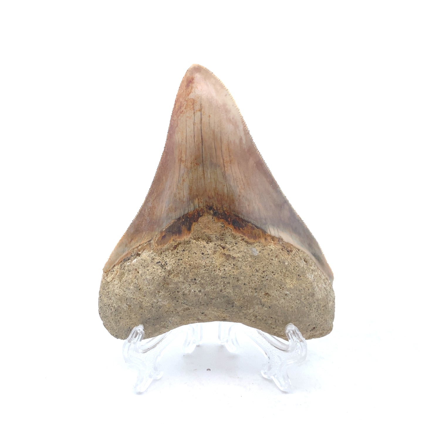 108mm Megalodon Tooth - Indonesia (Root restored)