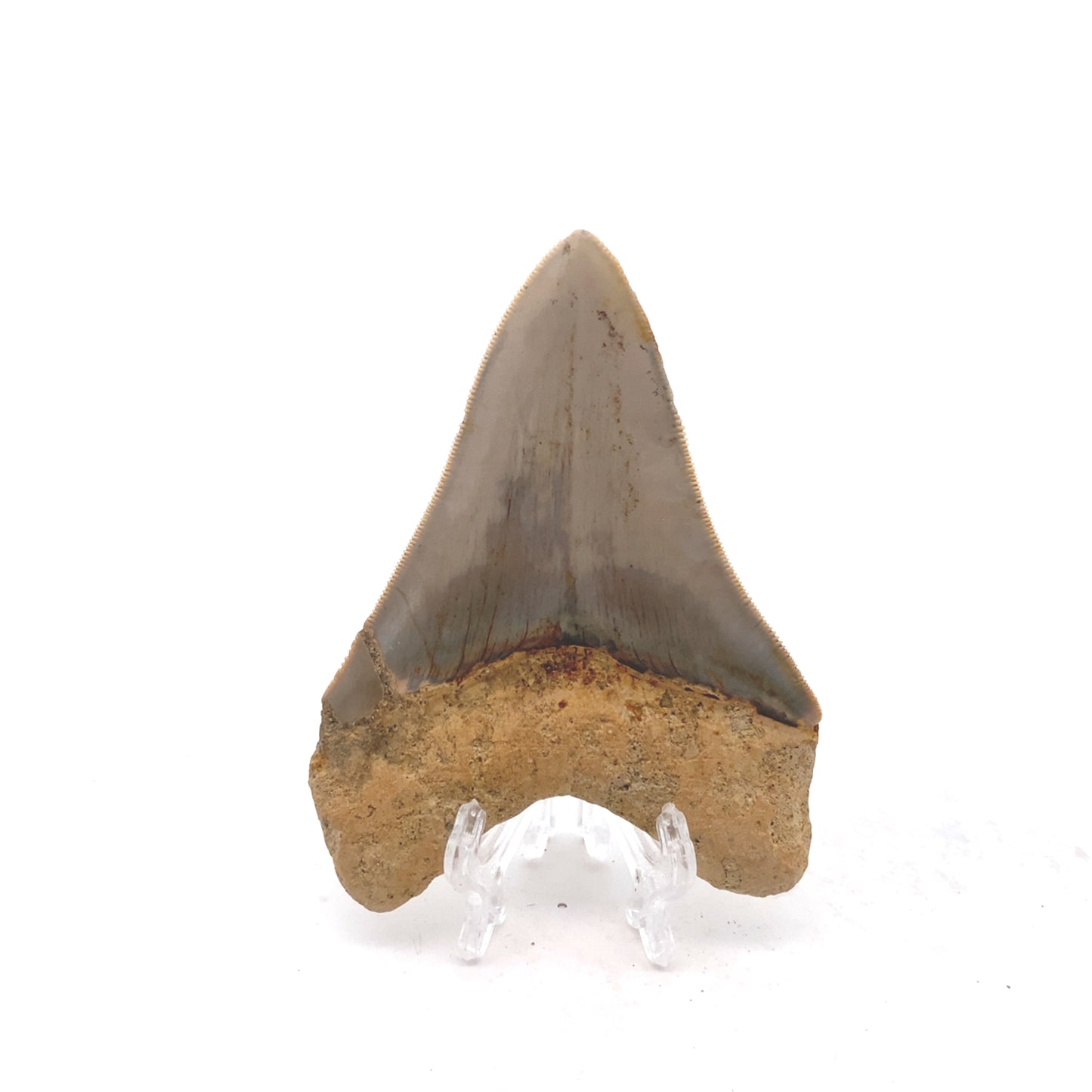 103mm Megalodon Tooth - West Java, Indonesia (Minor Repair)