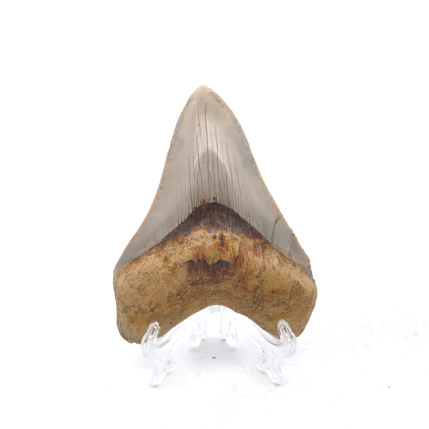 103mm Megalodon Tooth - West Java, Indonesia (Minor Repair)
