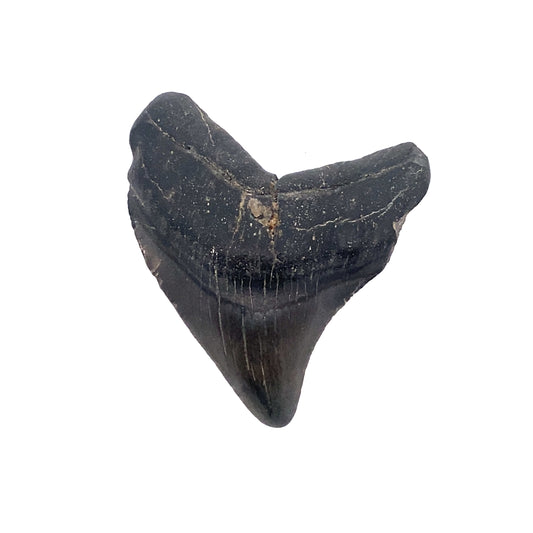 65mm Megalodon Tooth - North Carolina, USA