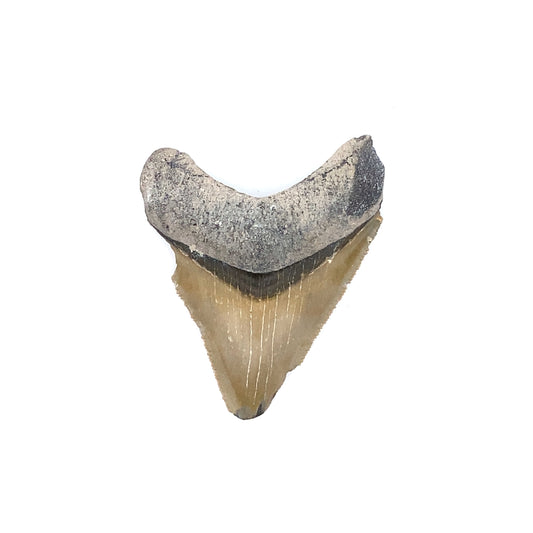 58mm Megalodon Tooth - North Carolina, USA