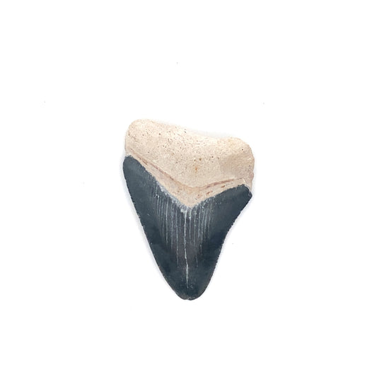 58mm Megalodon Tooth - Bone Valley, Florida, USA