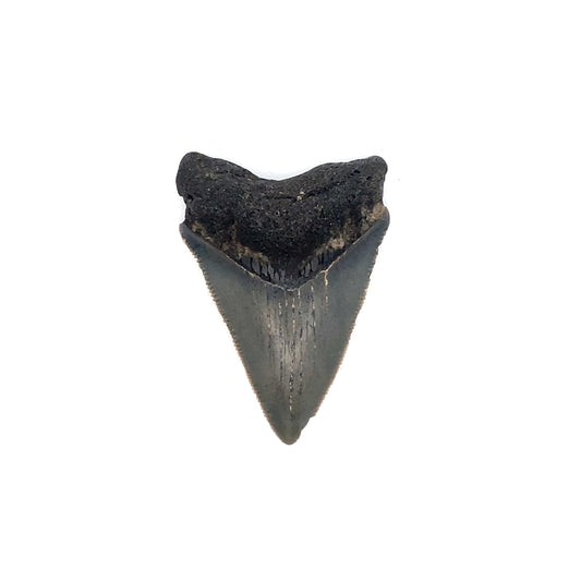 52mm Megalodon Tooth - North Carolina, USA