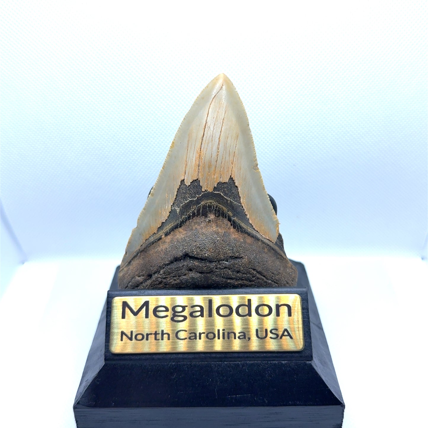 105mm Megalodon Tooth from North Carolina, USA – MEG335