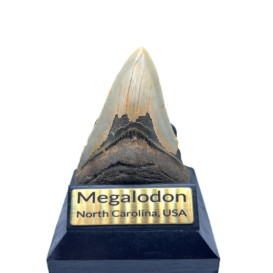 105mm Megalodon Tooth from North Carolina, USA – MEG335