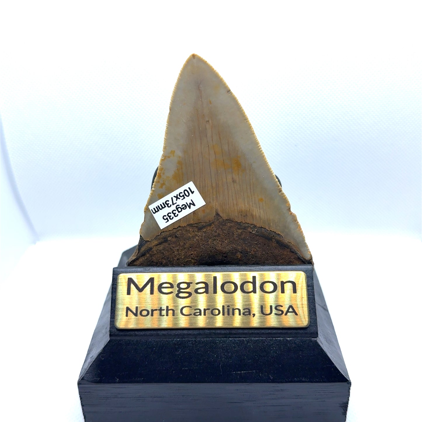 105mm Megalodon Tooth from North Carolina, USA – MEG335