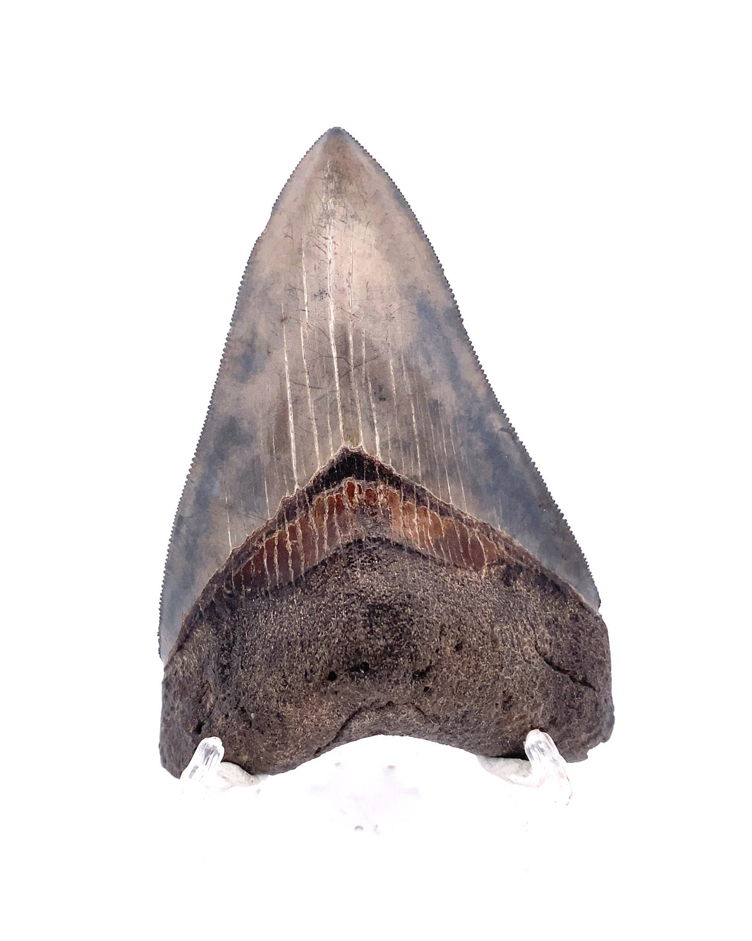 Authentic & Real Megalodon Teeth Fossils The Megalodon Tooth Australia ...