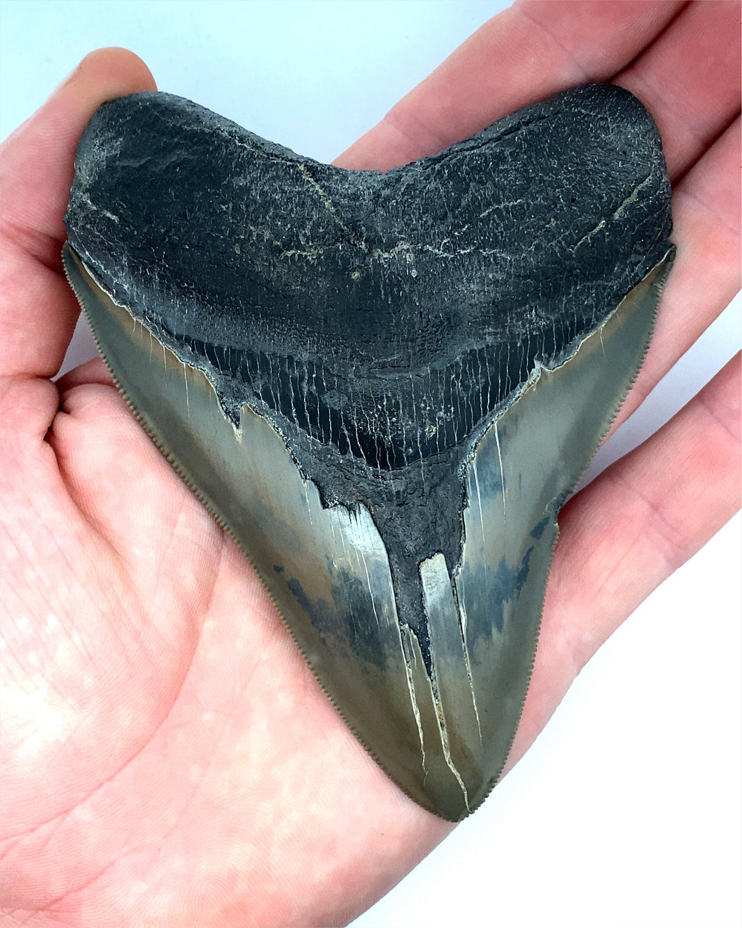Authentic Real Megalodon Teeth Fossils The Megalodon Tooth Australia authentic-real-megalodon-teeth-fossils-the-megalodon-tooth-australia