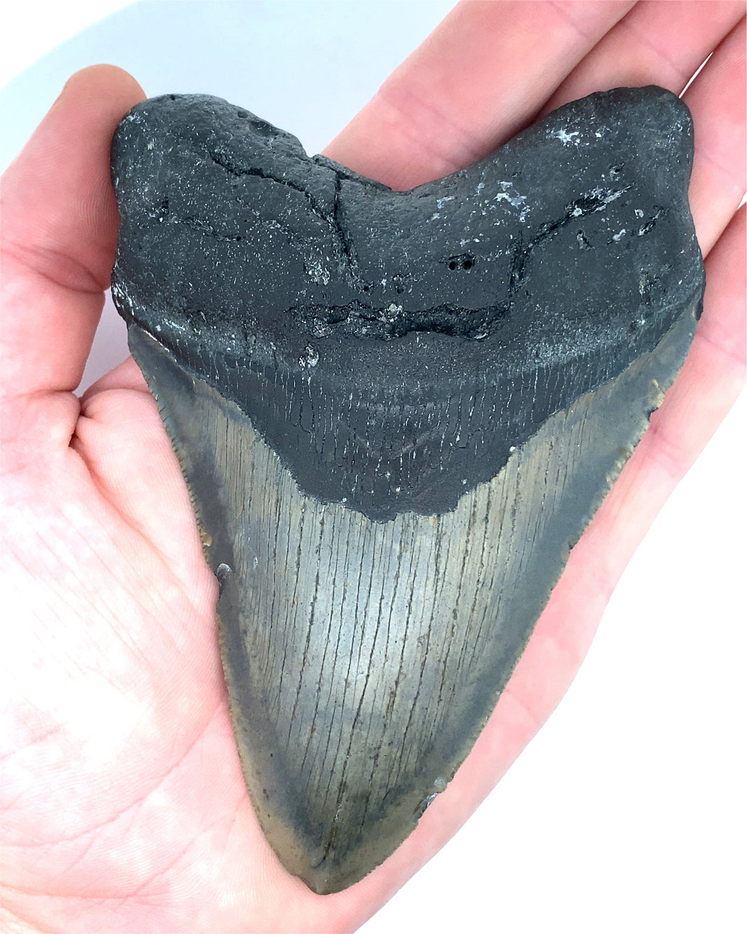 Authentic & Real Megalodon Teeth Fossils The Megalodon Tooth Australia